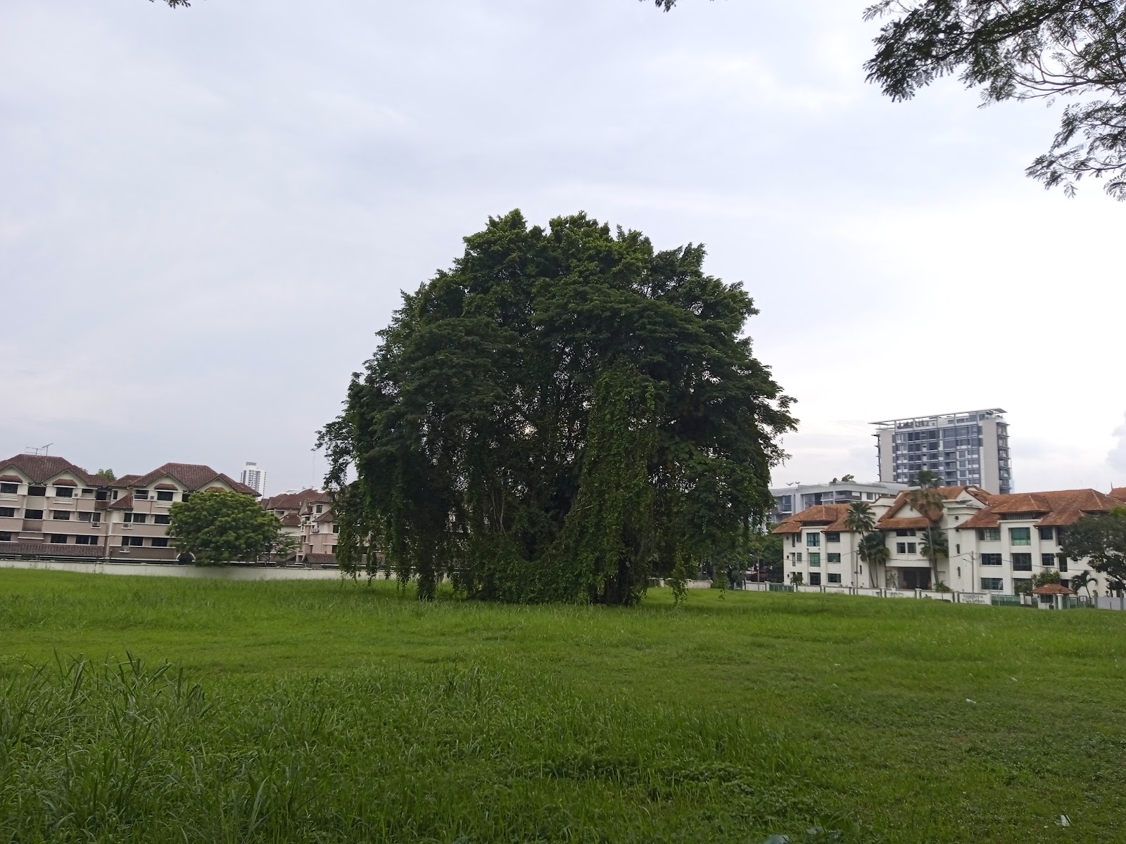 Kondominium Villa Aman: A large, mature tree stands in a grassy lawn area, with residential buildings featuring red-tiled roofs in the background.