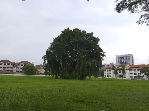 Kondominium Villa Aman: A large, mature tree stands in a grassy lawn area, with residential buildings featuring red-tiled roofs in the background.